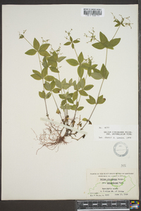 Galium circaezans image