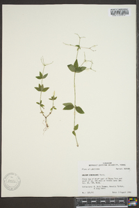 Galium circaezans image