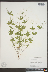 Galium circaezans image