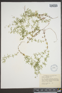 Galium concinnum image