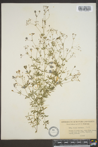 Galium concinnum image