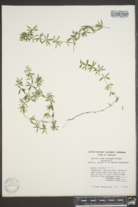 Galium concinnum image