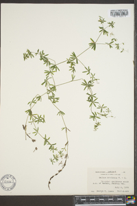 Galium concinnum image