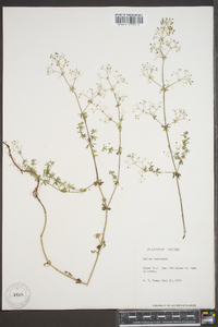 Galium concinnum image