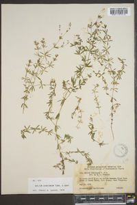 Galium concinnum image