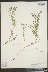 Galium hispidulum image