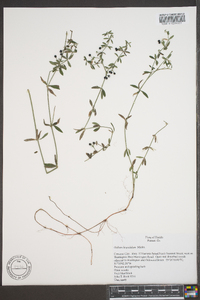 Galium hispidulum image