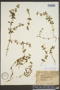 Galium hispidulum image