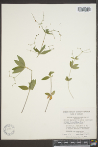 Galium lanceolatum image