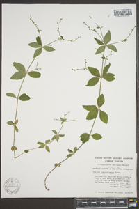 Galium lanceolatum image