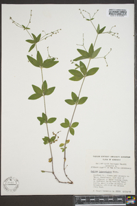 Galium lanceolatum image