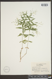 Galium latifolium image