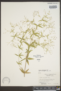 Galium latifolium image