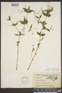 Galium latifolium image