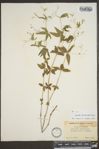 Galium latifolium image