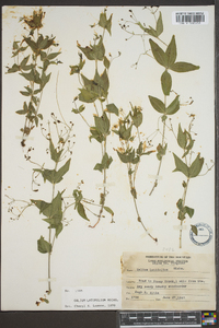 Galium latifolium image