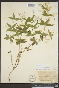 Galium latifolium image