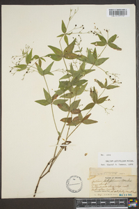 Galium latifolium image