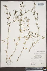 Galium obtusum image