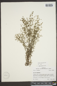 Galium obtusum image