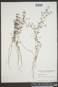 Galium obtusum image