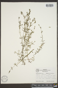 Galium obtusum image