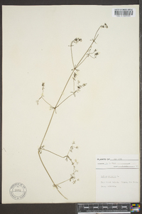Galium palustre image