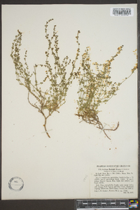 Galium parishii image