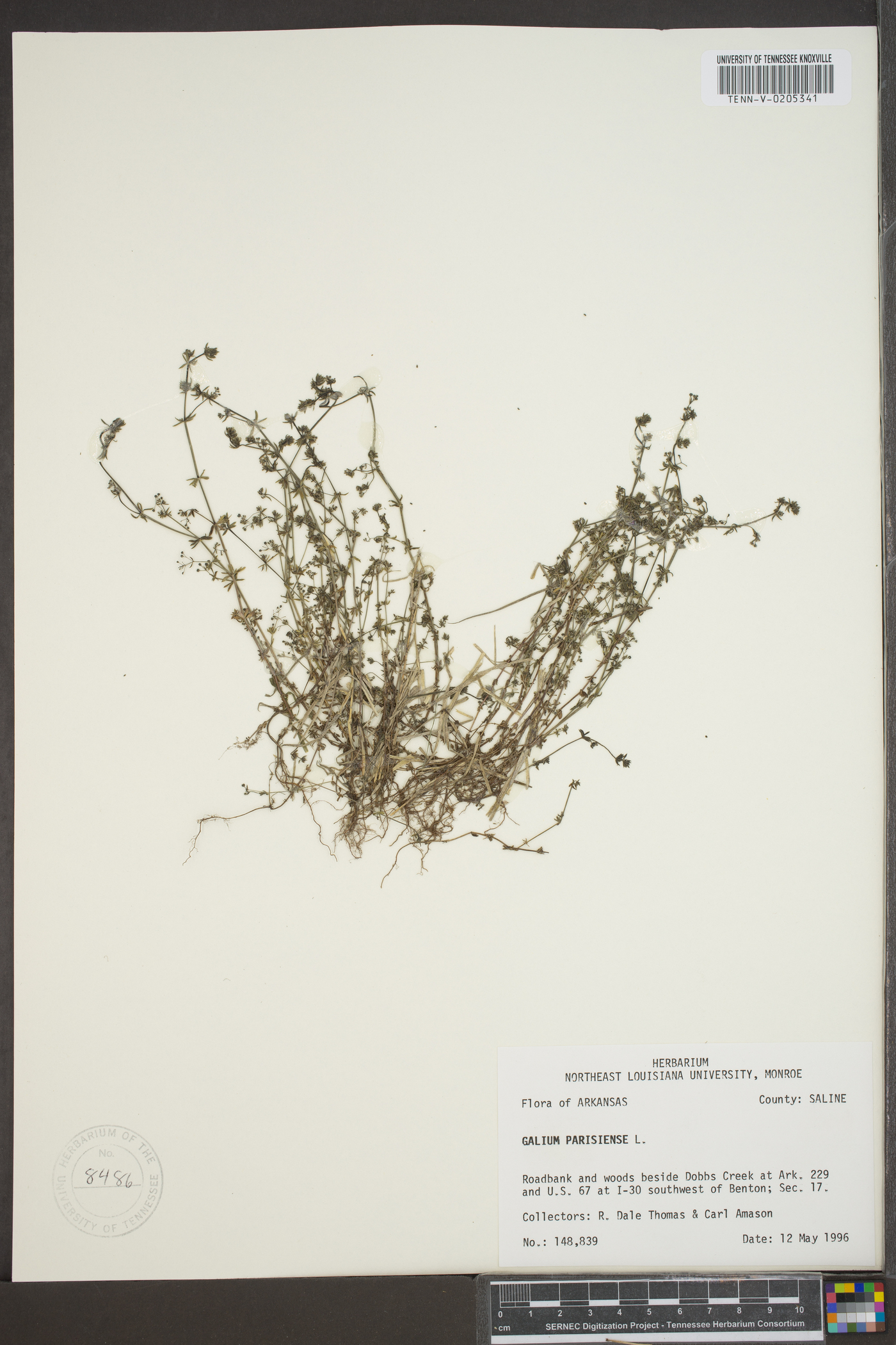 Galium parisiense image