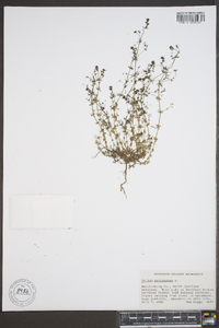 Galium parisiense image