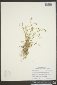 Cruciata pedemontana image