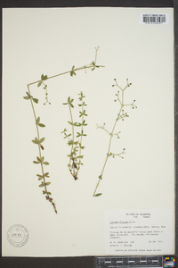 Galium pilosum image