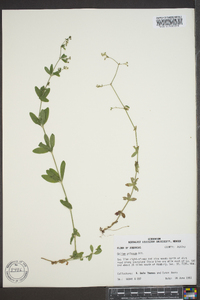 Galium pilosum image