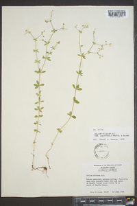 Galium pilosum image