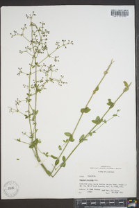 Galium pilosum image