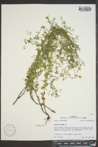 Galium pilosum image