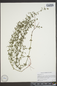 Galium pilosum image