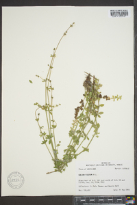 Galium pilosum image