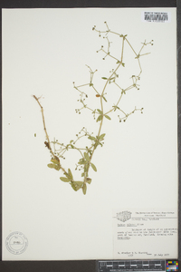 Galium pilosum image