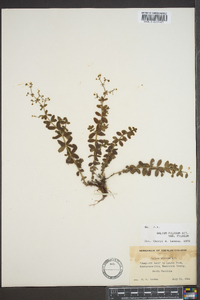 Galium pilosum image