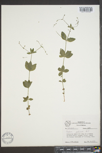 Galium pilosum image