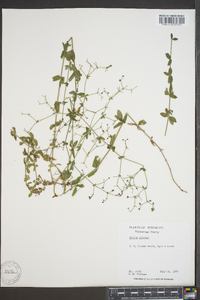 Galium pilosum image