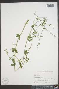 Galium pilosum image