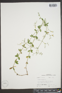 Galium pilosum image