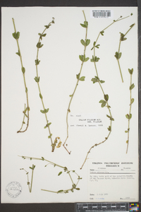 Galium pilosum image