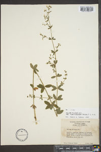 Galium pilosum image