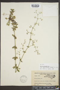 Galium pilosum image