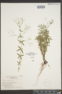 Galium uniflorum image