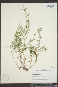 Galium uniflorum image