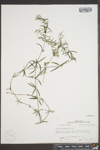 Galium uniflorum image